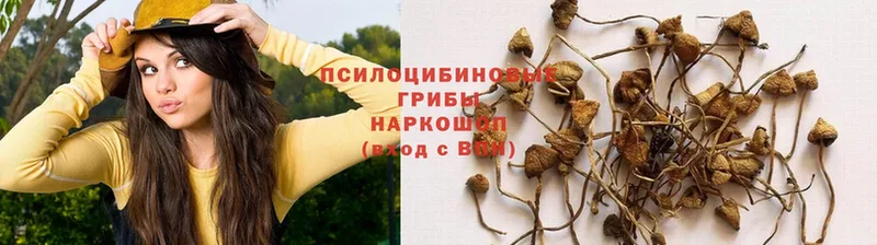 купить наркотики цена  Бородино  Галлюциногенные грибы Cubensis 